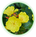 Evening Primrose Oil