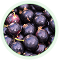 Blackcurrant