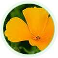 California Poppy Extract