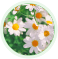 Chamomile Extract