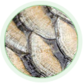 Hydrolysed Marine Collagen