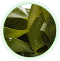 Sea Kelp Extract