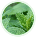 Lemon Balm Extract