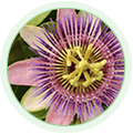 Passion Flower