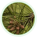 Pine Bark Extract