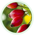 Rosehip