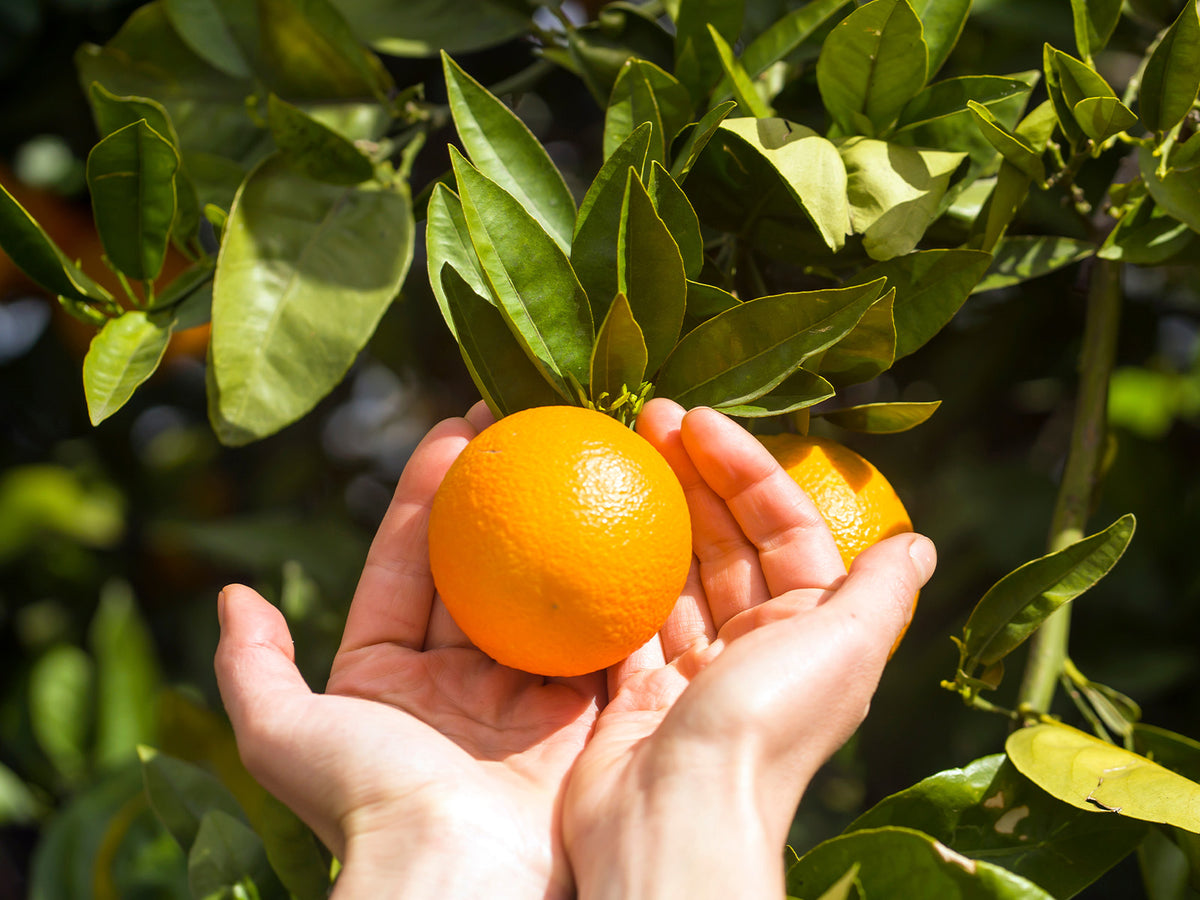 Hands holding a ripe orange on a tree branch with green leaves.