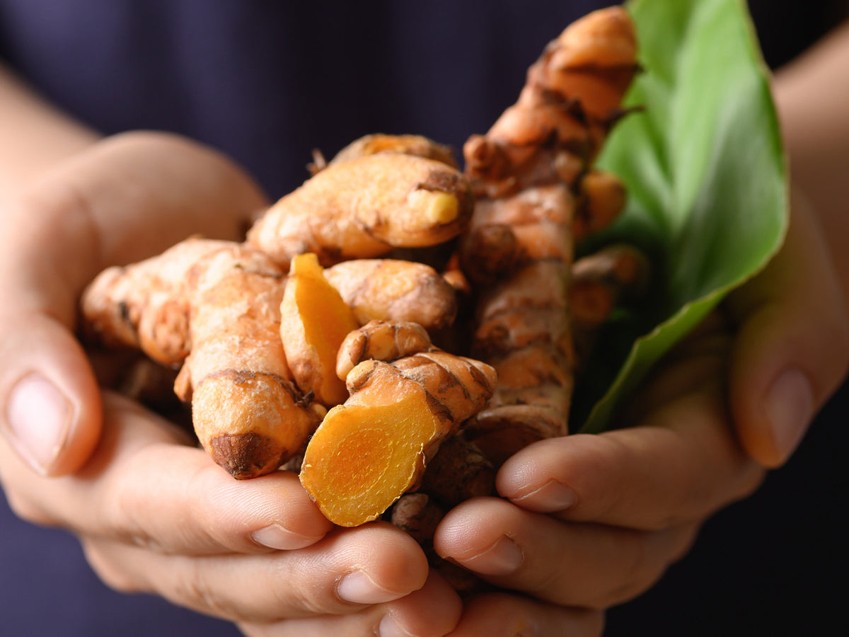 Hands holding fresh turmeric roots, with one piece sliced open to reveal the bright orange interior, highlighting natural ingredients.