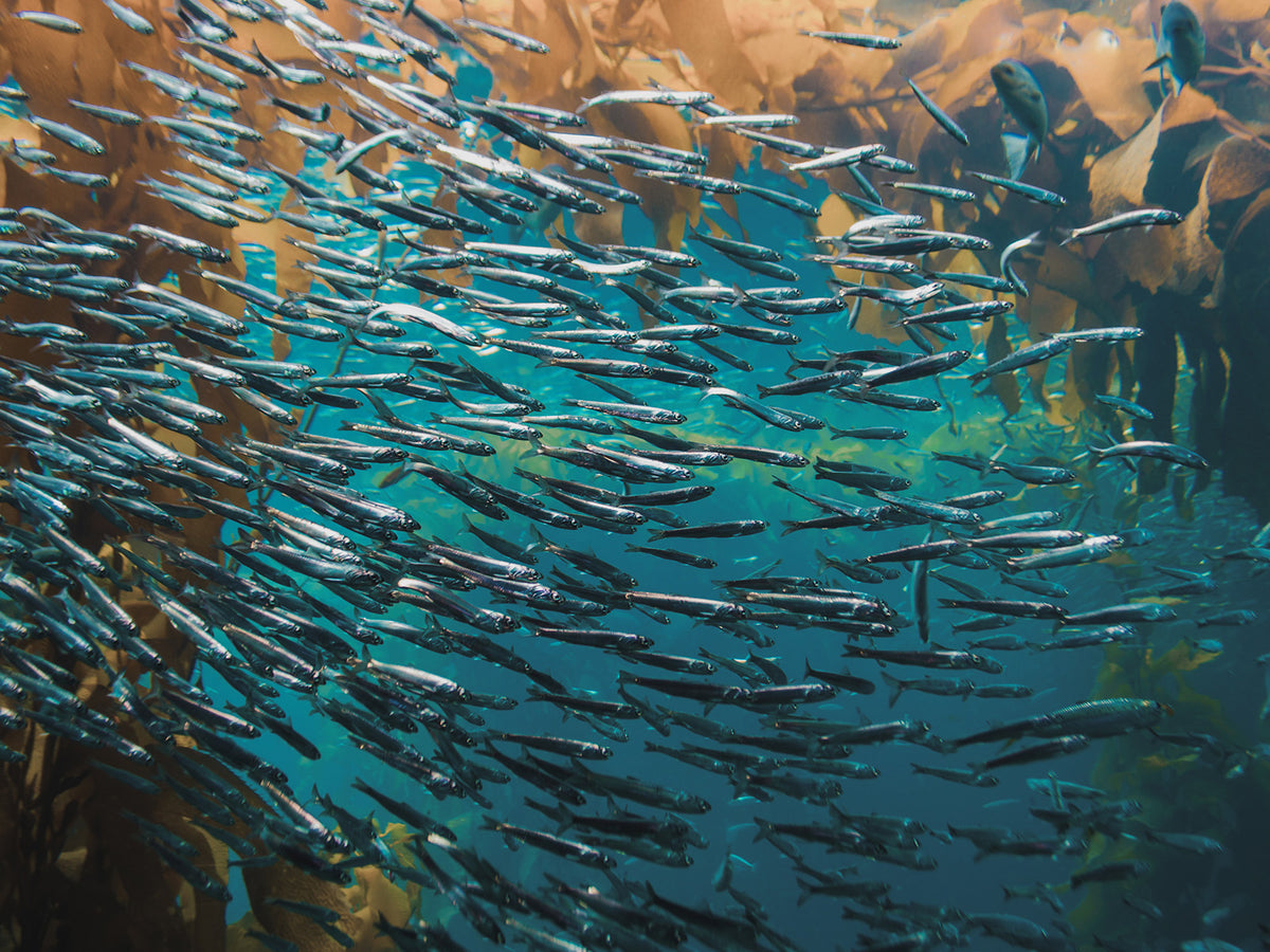 School of fish underwater – A large school of small fish swimming together in clear blue ocean water, representing the natural marine source of Omega 3 fish oil.
