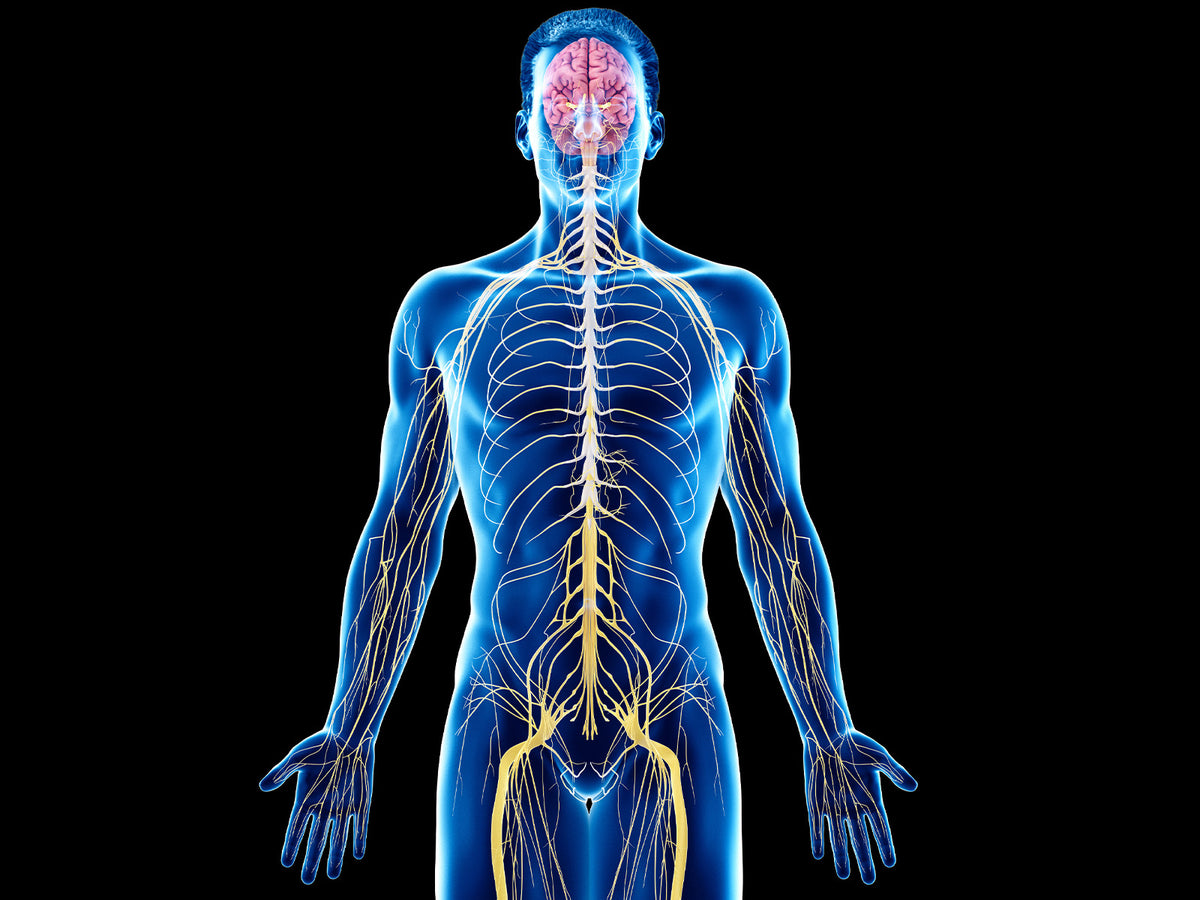 Digital illustration of the human nervous system with the brain highlighted, symbolizing neurological and cognitive support.